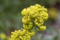 Sulphurflower buckwheat, Eriogonum umbellatum, close-up flower Royalty Free Stock Photo